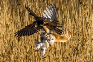 PAY-Kestrel-and-Barn-Owl