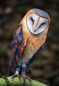 heart_shaped_face_barn_owl_by_benheine-d74yvfw