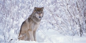 GRAY WOLF SITTING IN SNOW IN NORTH AMERICA