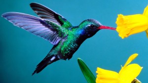 hummingbird-blue