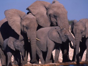 Loxodonta africana African elephant Family group drinking at water hole Sub-Sarahan Africa