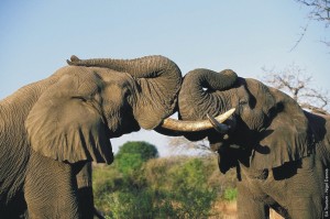 african-elephant-01301164b